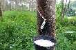 Giá cao su Tocom thấp nhất 10 tháng